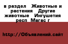  в раздел : Животные и растения » Другие животные . Ингушетия респ.,Магас г.